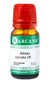 ACTAEA SPICATA LM 15 Dilution