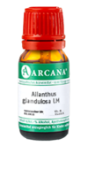 AILANTHUS GLANDULOSA LM 60 Dilution