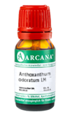 ANTHOXANTHUM odoratum LM 45 Dilution