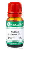 ANETHUM graveolens LM 30 Dilution